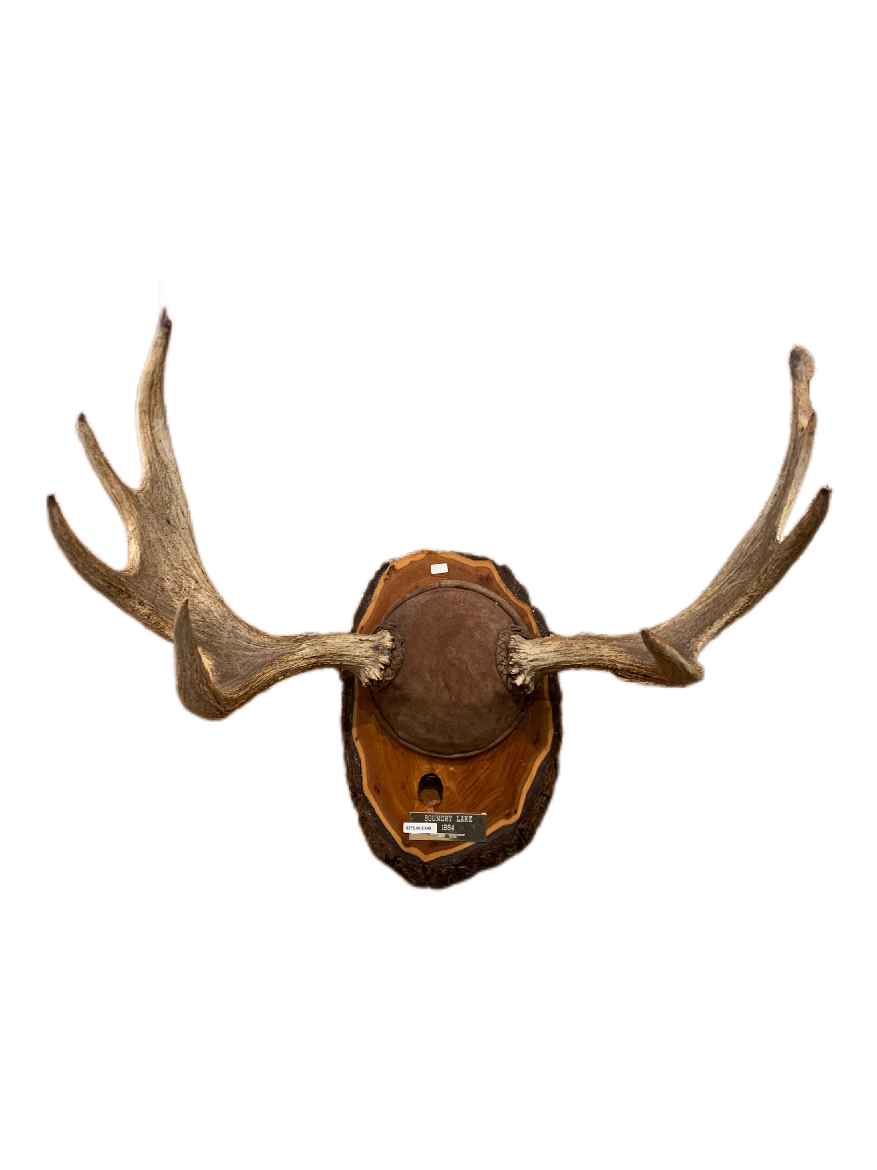 antlers-on-wooden-base