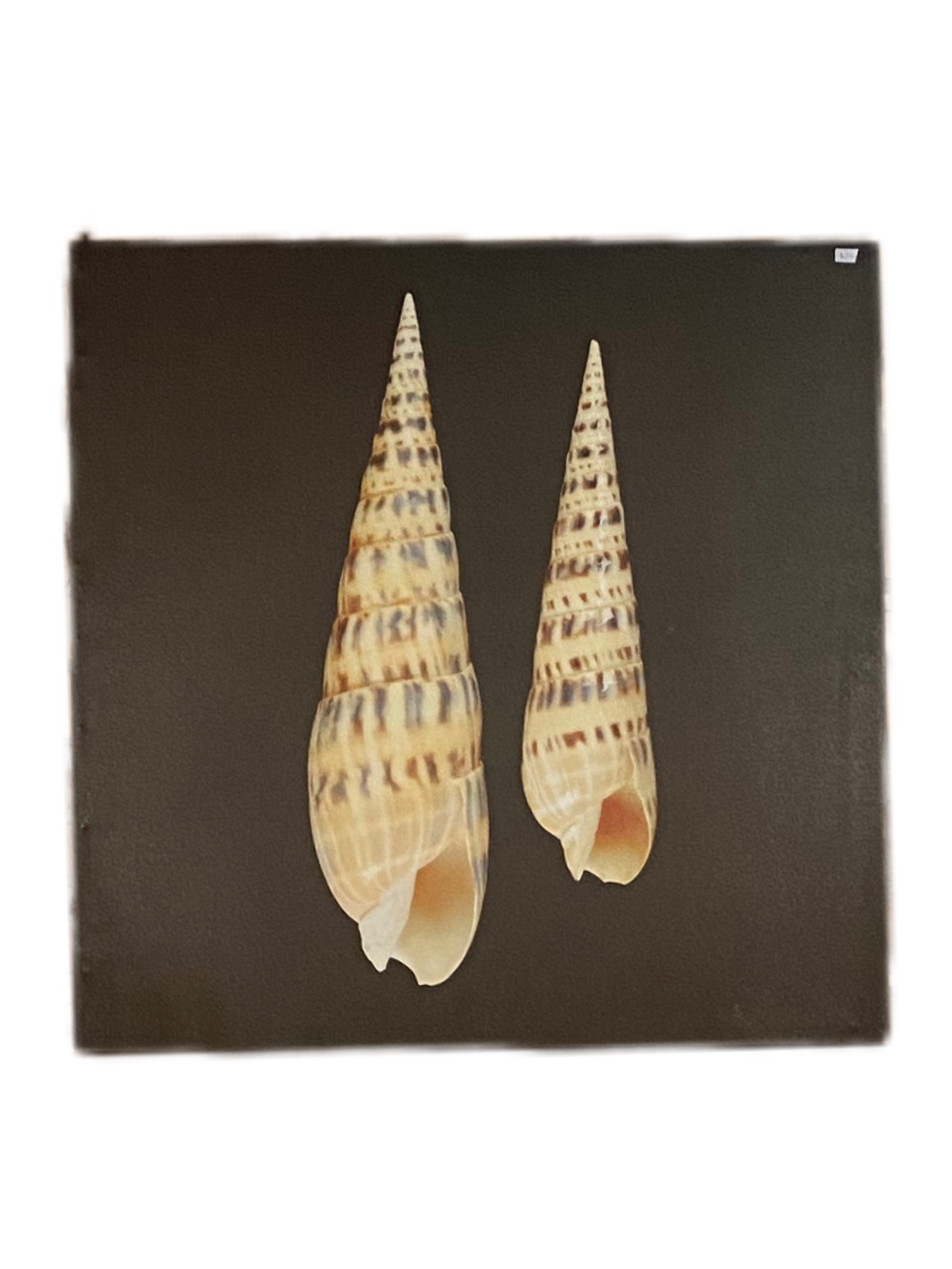 shell-painting